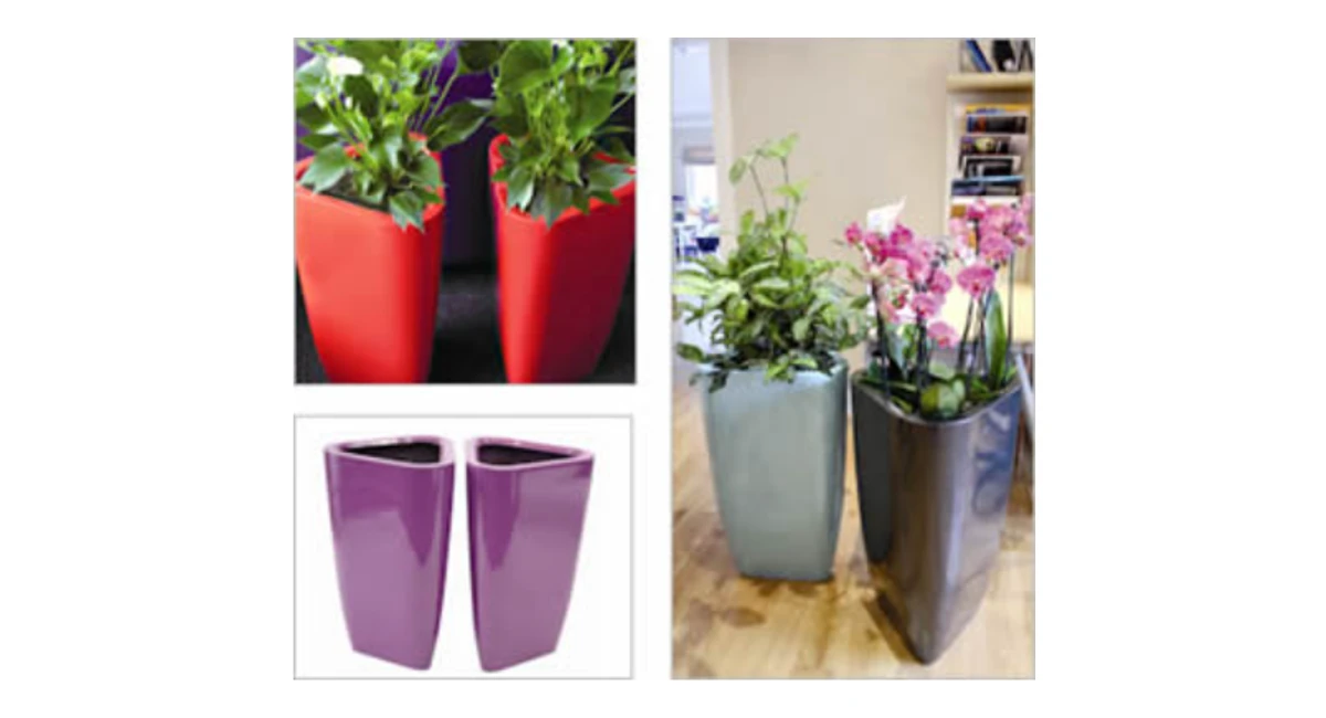 image-stock-ambius-trifik-pot.webp