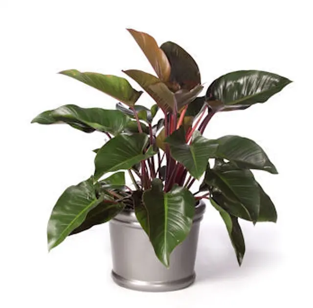 philodendron red congo