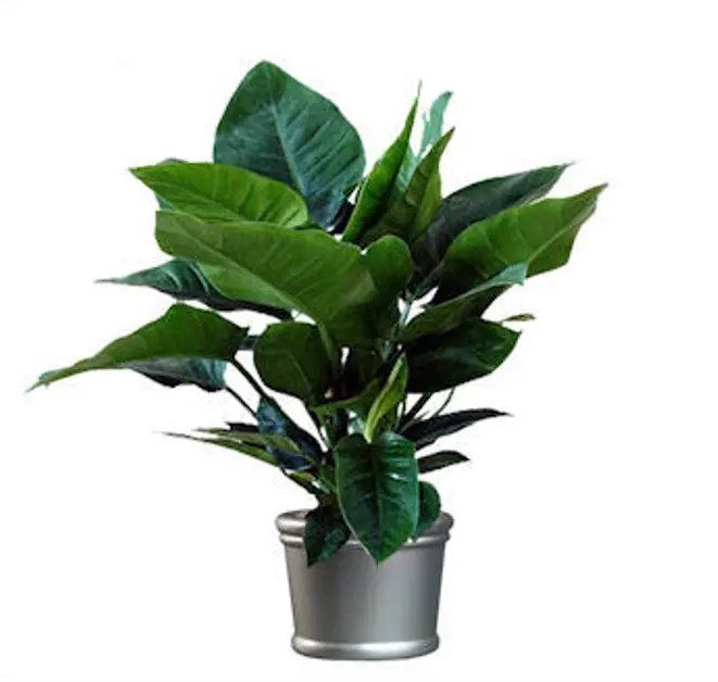philodendron imperial green