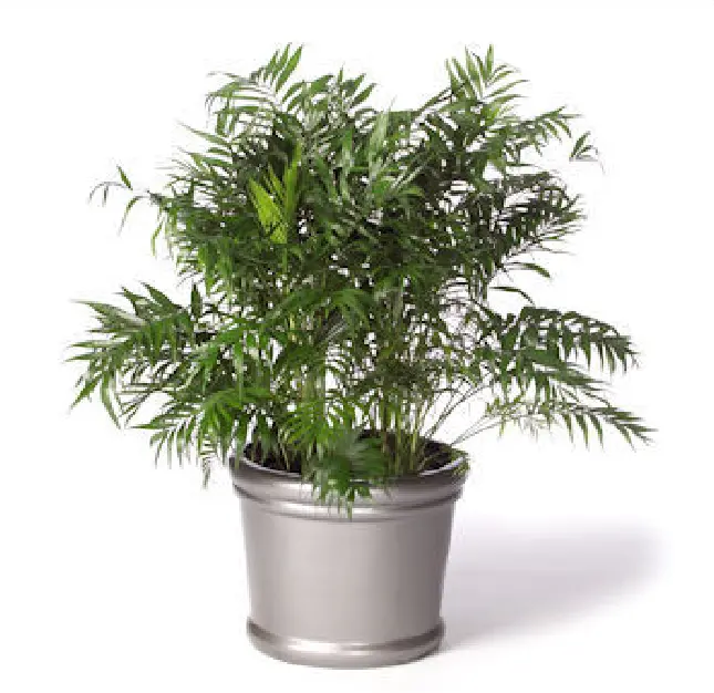 chamaedorea elegans