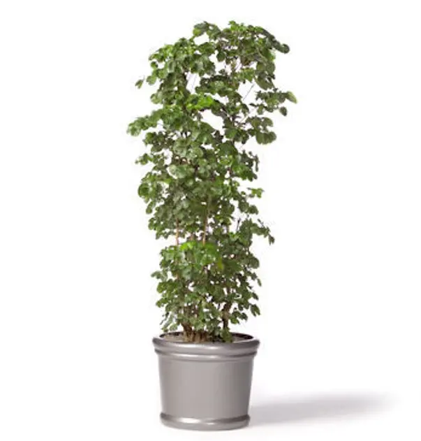 polyscias crispata