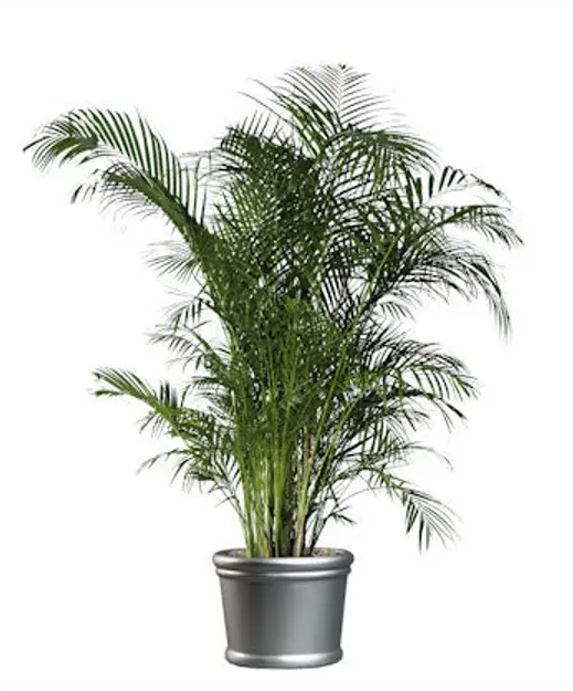 chamaedorea cataractarum