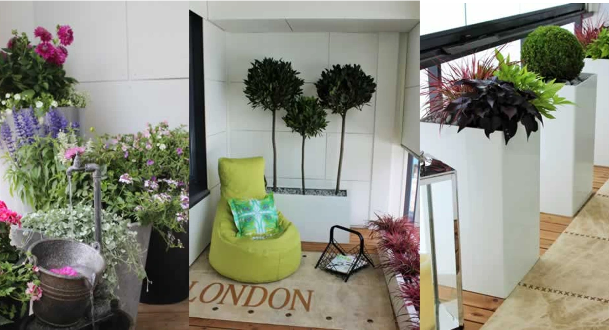 Various plants and containers