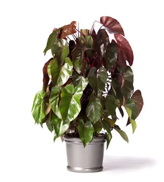 philodendron royal queen pole