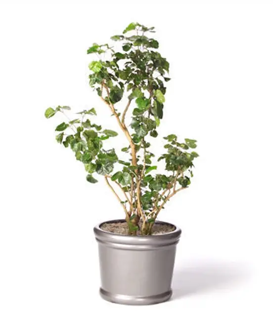 polyscias pinnata