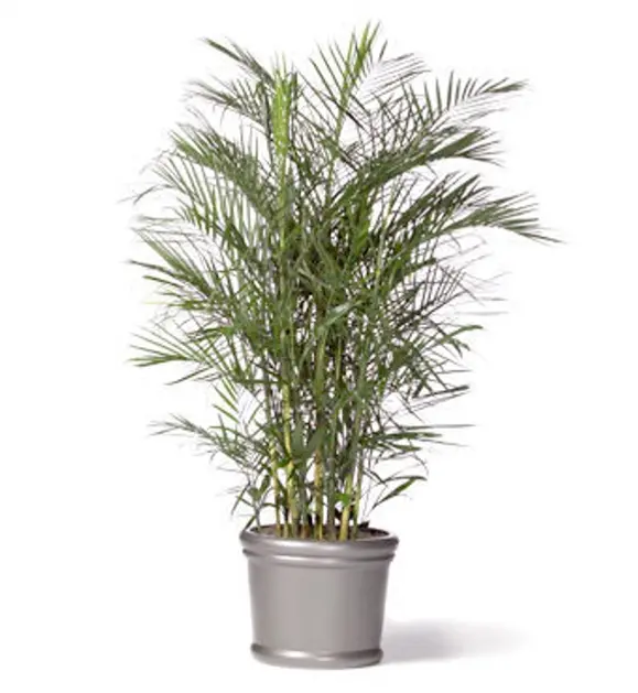 chamaedorea seifrizii