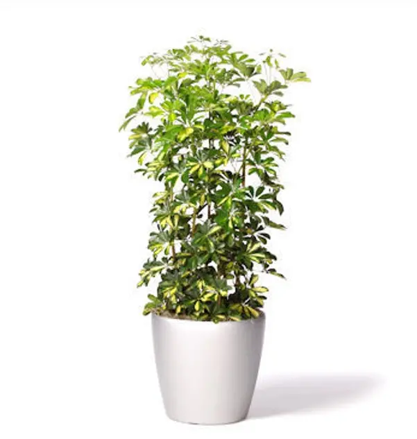 schefflera arboricola variegata column