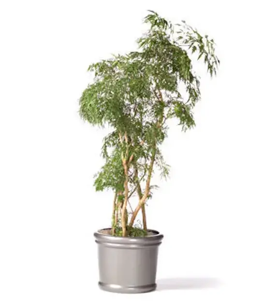 polyscias chinensis