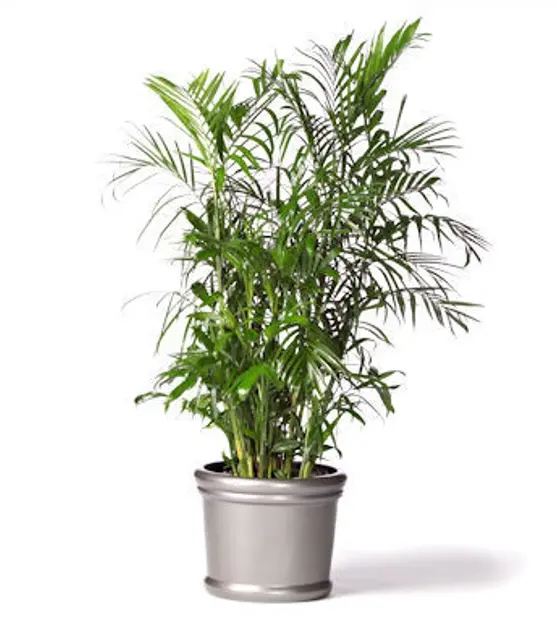 chamaedorea erumpens
