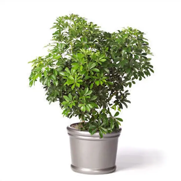 schefflera arboricola