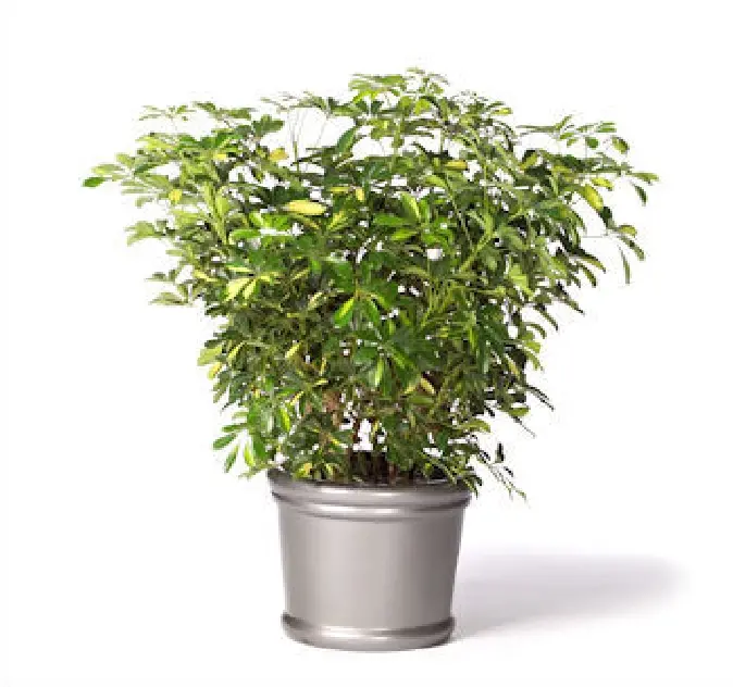 schefflera arboricola variegata bush