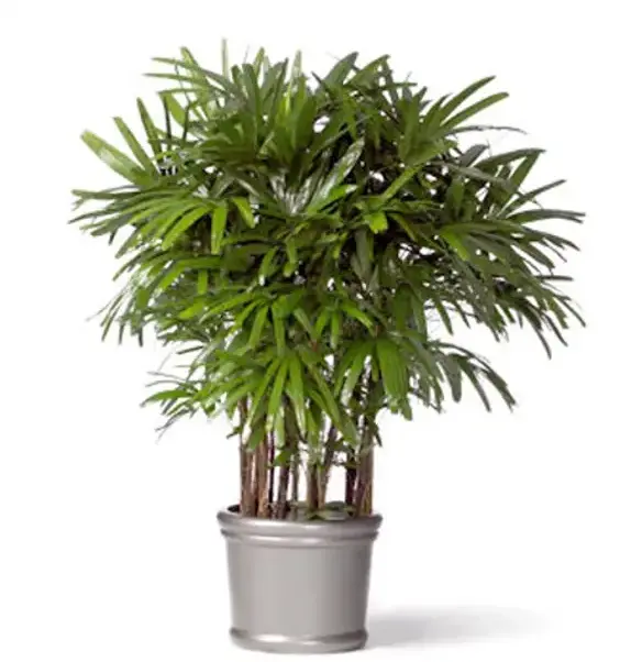 rhapis excelsa