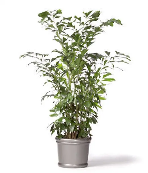 Caryota Mitis