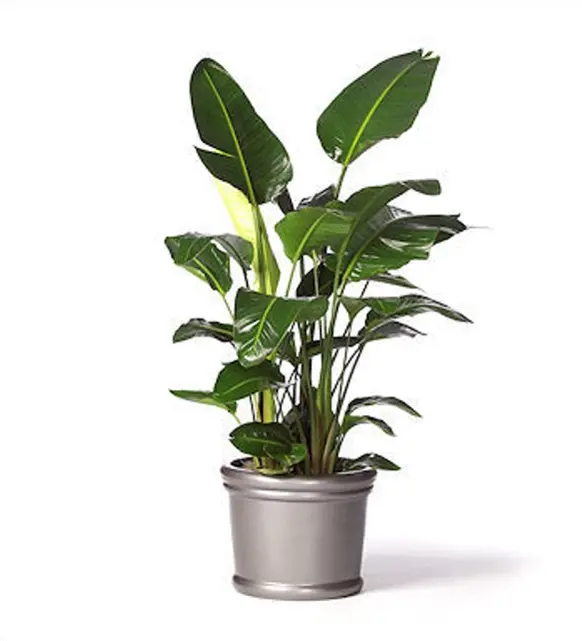 strelitzia nicolai