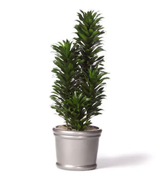 dracaena janet craig compacta